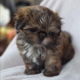 Sally - Brindle female Shih Tzu puppy in Jenks, Oklahoma from Noble Shih Tzu