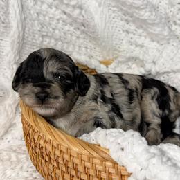 Bunny - Merle female Australian Labradoodle puppy in Beecher, Illinois from Erica’s Doodles