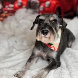 Heidi - Miniature Schnauzer