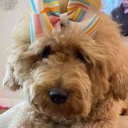 Goldendoodles from Life is Golden with a Doodle