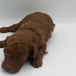 Acorn - Red  male Poodle puppy in Southampton, New Jersey from Lavishly Loved Pets LLC