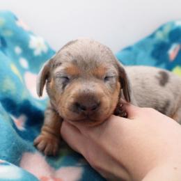 CKC Eleven - Dapple female Dachshund puppy in Christiansburg, Virginia from Little Legs Luxury Dachshunds