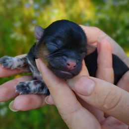 Companion Cross, Havanese, Mal-Shi, Maltese, Maltipoo, Morkie, and Shih Tzu Puppies from Seeking Shalom Acres Maltese, Maltipoos & Havamalts