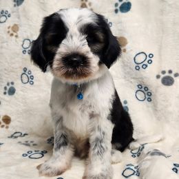 Michael - Black brown and white male Tibetan Terrier puppy in Lane County, Oregon from Zara Tibetan Terriers