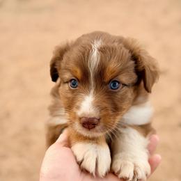 Roper - Red tri-color male Australian Shepherd puppy in Vernal, Utah from Dancing M Australian Shepherds