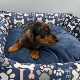 Blue Collar - Dapple male Dachshund puppy in Odessa, Texas from K9 Royal Club