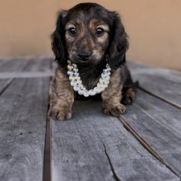 Dachshund Puppies from Diddle Bros Dachshunds