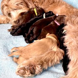 Australian Labradoodle Puppies from Starlight Ridge Australian Labradoodles