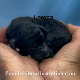Loretta - Silver female Poodle puppy in Greenville, North Carolina from Grace Poodles