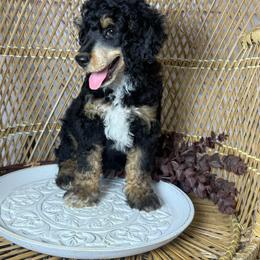 Black Phantom Male - Phantom male Poodle puppy in Belgreen, Alabama from Scott’s Farm Poodles and Doodles