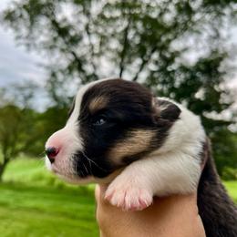Boone - Black and white male Cardigan Welsh Corgi puppy in Lebanon, Pennsylvania from Long Acre Farm