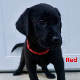 Boy 5 - Black male Labrador Retriever puppy in Disputanta, Virginia from Powells Creek Retreivers