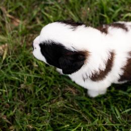 Saint Bernard Puppies from Minnie's Majestic Saints
