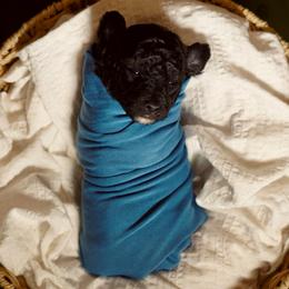 Red Boy - Black male Poodle puppy in Las Vegas, Nevada from Plush Toy Poodle Puppies & Pals