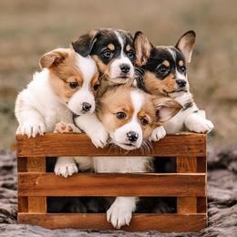 Pembroke Welsh Corgis from Ginger Corgis