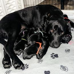 Mr Green Collat - Black male Labrador Retriever puppy in Lake City, Michigan from Loon Lake Labradors