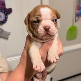 Fawn Boy 3 - Fawn male Boston Terrier puppy in Mc Donough, Georgia from Ballard Boston Terriers