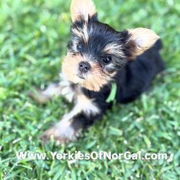 Green Collar Male - Black and gold male Yorkshire Terrier puppy in Concord, California from Real Yorkies of NorCal