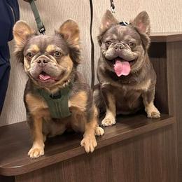 Chanel - French Bulldog