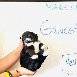 Boy 3 - male Portuguese Water Dog puppy in Houston, Texas from Magellan Portuguese Water Dogs