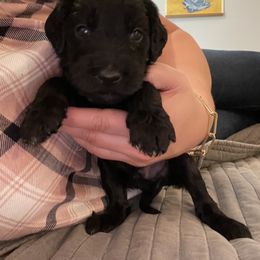 Goldendoodle Puppies from Fluff Puff Doodles