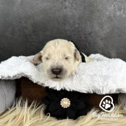 Storm - White female Companion Cross puppy in Utah County, Utah from Big Hearted Breeders