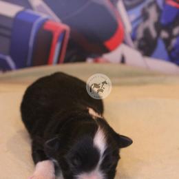 Boy 1 - Black & white male Australian Shepherd puppy in Colorado Springs, Colorado from Dawn 2 Dusk Ranch