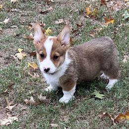 BROOKS - AKC - Red male Pembroke Welsh Corgi puppy in Millsap, Texas from BJ's Blessings