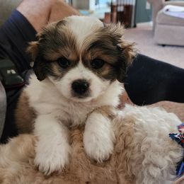 Shichons from McDaniel Farm