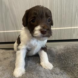 Yellow - Parti female Goldendoodle puppy in Medina, Ohio from Farmer Doodles