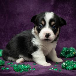 Falk's Finest Emerald - Black and tan female Pembroke Welsh Corgi puppy in Marinette, Wisconsin from Falk's Finest Corgis