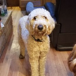 April - Goldendoodle