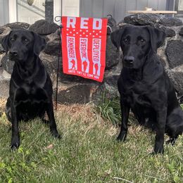 Labrador Retriever All Grown Up from Prairie State Labs