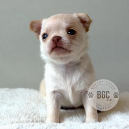 Pyro - Cream male Chihuahua puppy in Forsyth, Georgia from Brooks Grove Canines LLC