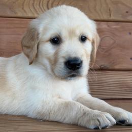 Preston - Light golden male Golden Retriever puppy in Doniphan, Missouri from Stockford’s Golden Retrievers