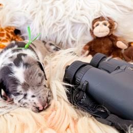 Maverick - Harlequin male Great Dane puppy in Climax, Michigan from Beaver Creek Danes