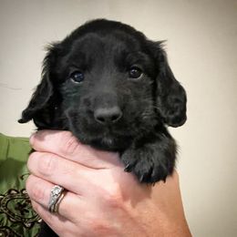 Dachshund Puppies from Gypsy Miniature Dachshunds