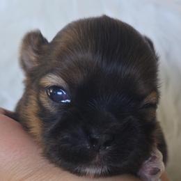 Peanut - Black and tan male Shih Tzu puppy in Peoria, Arizona from Shihtzucircusaz
