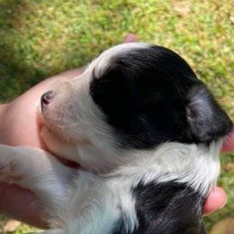 Miniature Schnauzer Puppies from Fur Covered Angels