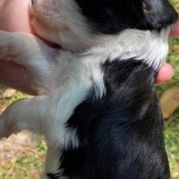 Miniature Schnauzer Puppies from Fur Covered Angels