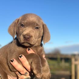 Yoshi - Silver male Dilute Retriever puppy in Puyallup, Washington from 12 Door Farm Labradors
