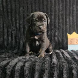 Blue collar - Black male Cane Corso puppy in Fritch, Texas from Carrie Brown's Cane Corsos