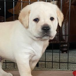 Labrador Retrievers from Mountain Breeze Labradors