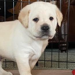 Labrador Retrievers from Mountain Breeze Labradors