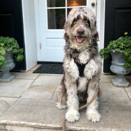 Sheepadoodle Puppies from Oak Valley Kennels