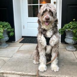 Sheepadoodle Puppies from Oak Valley Kennels