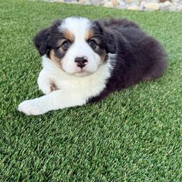 Sally - Black tri-color female Australian Shepherd puppy in Vista, California from Cummings Family Aussies