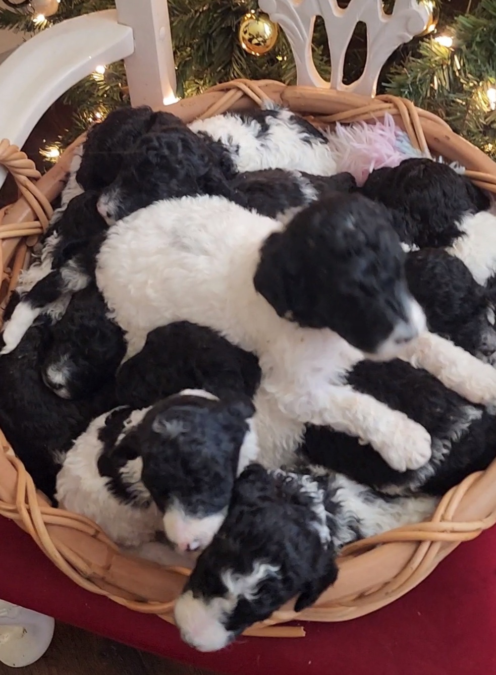 Goldendoodle puppies from Elizabeth Rocha's Doodles