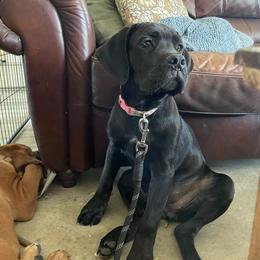 Violet - Black female Cane Corso puppy in San Isidro, Texas from MTZCC Ranch, LLC