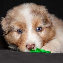 Green Boy (waiting for you to name him) - Red merle male Australian Shepherd puppy in Canby, Oregon from Minuet Australian Shepherds
